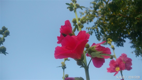 多色蜀蔡花，让你看个全