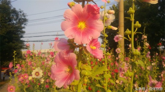 多色蜀蔡花，让你看个全