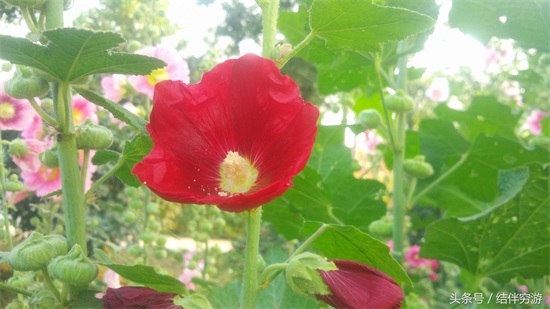多色蜀蔡花，让你看个全
