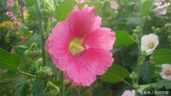 多色蜀蔡花，让你看个全