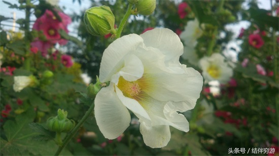 多色蜀蔡花，让你看个全