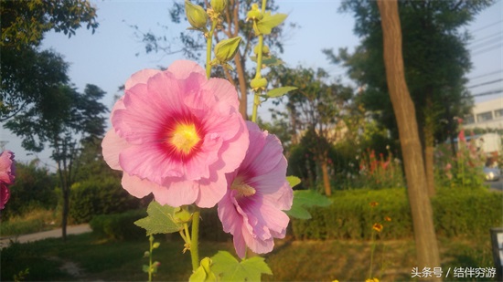 多色蜀蔡花，让你看个全
