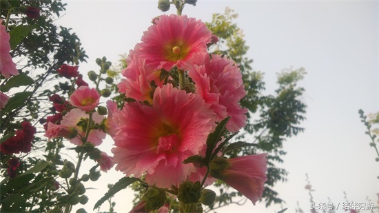 多色蜀蔡花，让你看个全
