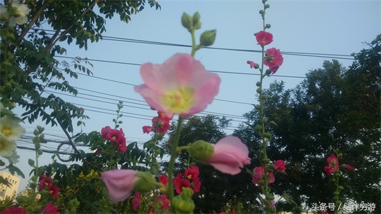 多色蜀蔡花，让你看个全