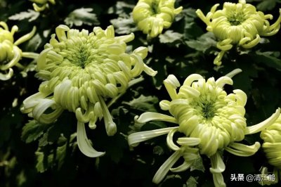 ​稀有蔬菜菊花脑种植为什么这么“冷门”？懂的人很爱它但知之者少