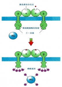 ​学点儿生理学：靶细胞与受体