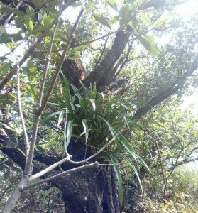 ​山里1种奇兰会“爬树”，还经常“招蜂引蝶”，开花丛丛却不敢挖
