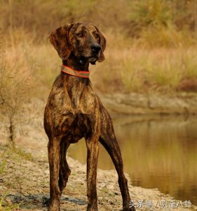 ​体格强壮以猎熊而著名的犬种普罗特猎犬！