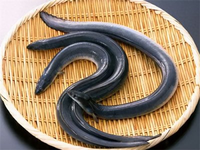 ​鳗鱼产地在哪(中国的鳗鱼是进口的吗)