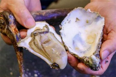 ​生蚝蛋白质含量高吗 生蚝为什么不能多吃