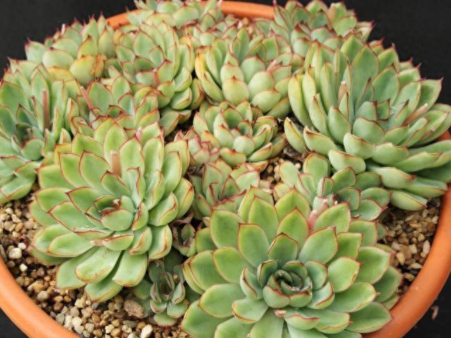 多肉植物图鉴之花月夜