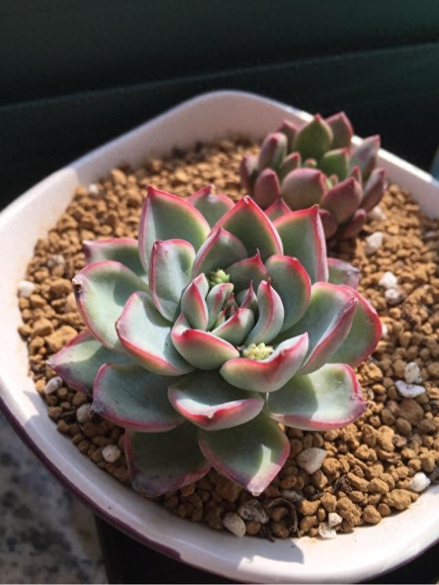 多肉植物图鉴之花月夜