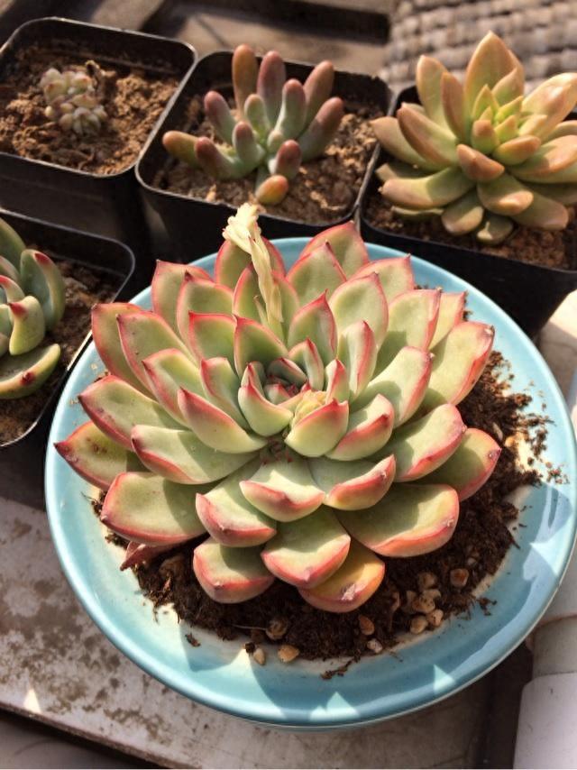 多肉植物图鉴之花月夜