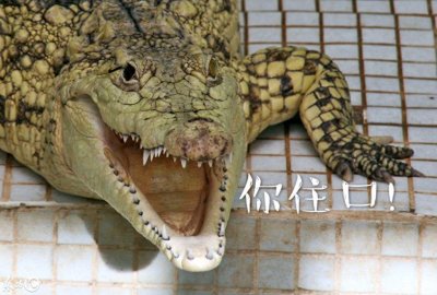 ​萌萌哒的鳄鱼表情包，鳄鱼：我还能说什么，当然是选择原谅她啊！