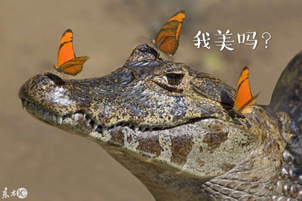 萌萌哒的鳄鱼表情包，鳄鱼：我还能说什么，当然是选择原谅她啊！