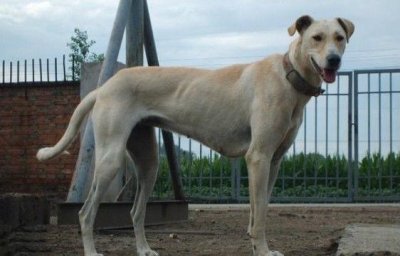 ​远征欧洲的蒙古细犬，在战斗中屡建奇功