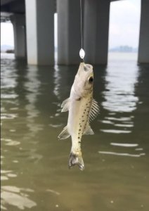 ​路亚钓鱼之瓜子仁亮片钓组详解