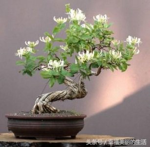 ​如何制作金银花树桩盆景 金银花盆景制作的方法