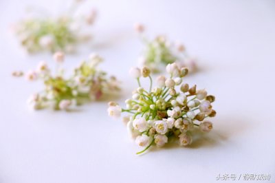 ​有种野生调味料叫山葱花，味道奇香！炝锅、做汤面好吃的不得了！