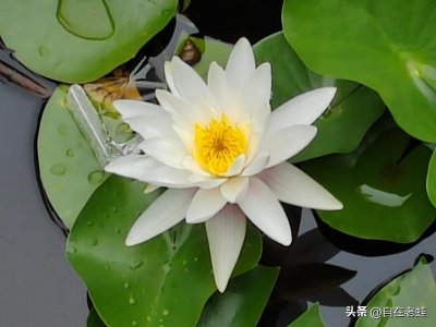 ​经典日课：有意栽花花不发，上帝关上一扇门，就会为你开启一扇窗