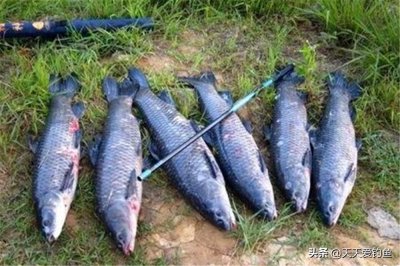 ​多种老玉米饵料的制作方法，野钓通杀青草鲤，只要上鱼就是大的