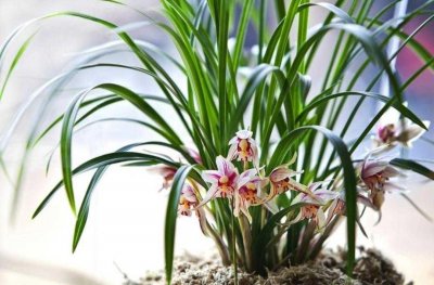 ​植物百科: 春兰
