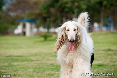 ​五大智商最低的狗狗 松狮斗牛犬双双上榜