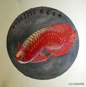 ​风水画软卡金龙鱼《鸿运当头》系列美图欣赏