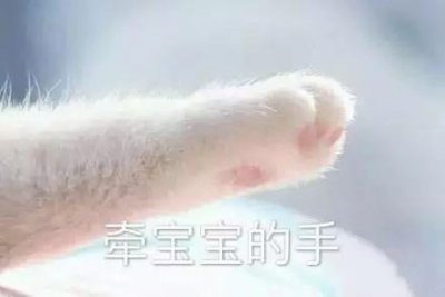 ​猫咪牵手表情包：牵宝宝的手