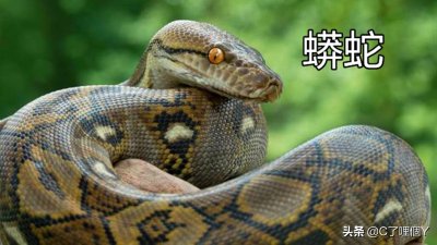 ​武藏的 阿柏蛇 竟然是别人送的