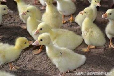 ​新人养鹅需要先了解这8个方面