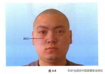 ​足阳明胃经经穴-四白穴