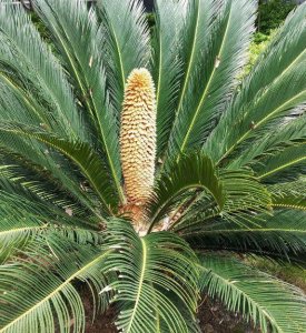 ​铁树开花寓意吉祥