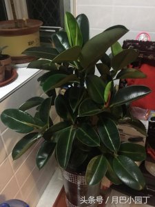​养橡皮树，学修剪5招，造型好看长得茂，叶子大又亮，蹭蹭长爆盆