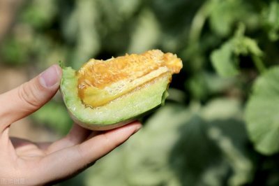 ​羊角蜜和羊角脆怎么分辨？水果小贩教你几招，再也不怕买错了