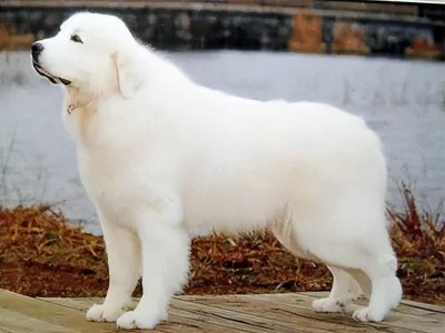 ​大白熊犬价格多少钱一只？大白熊犬和萨摩耶有什么区别？