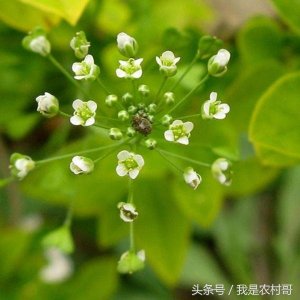 ​利脾、止血、凉肝明目，益胃的救星―芨芨菜