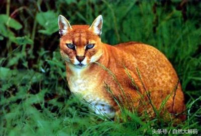 ​我国珍稀动物-金猫