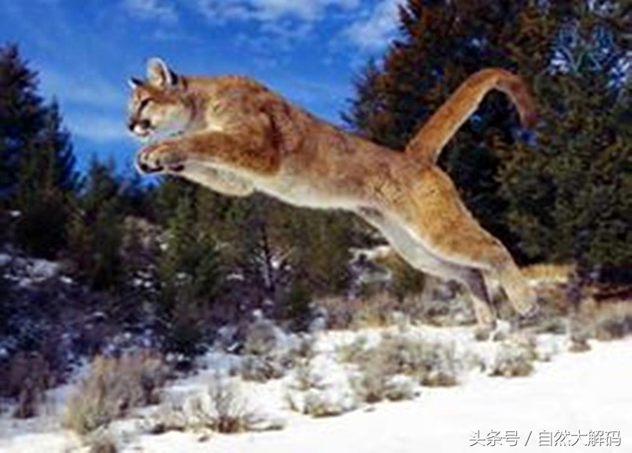 我国珍稀动物——金猫