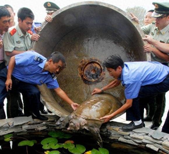 中国动物：鼋，古代的神兽