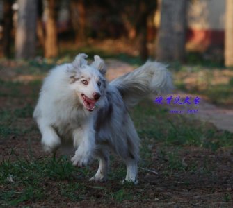 ​少见的丁香色陨石边境牧羊犬