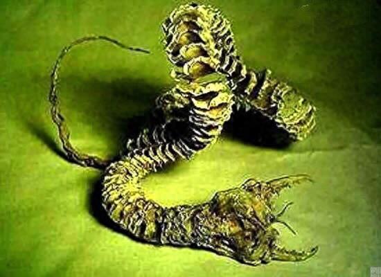 世界上最凶残、最恐怖的十大生物！曾经威胁到人类的生存！胆小的劝你别看