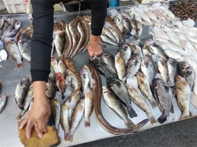 ​中国常见的30种海鱼，必有一种是你的最爱，全吃过的肯定是海边人