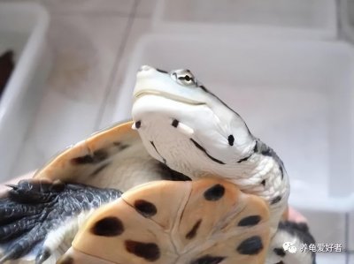 ​它虽然是冷门龟，但总是令人心心念念