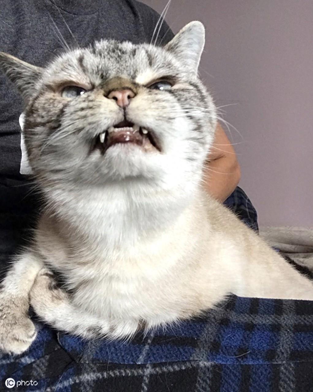 这只被称为“吸血鬼”的猫咪，果然，长相惊人