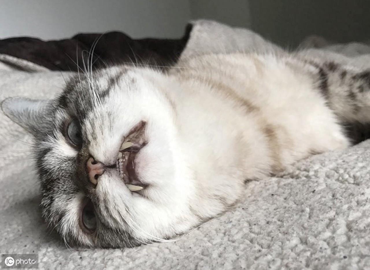 这只被称为“吸血鬼”的猫咪，果然，长相惊人