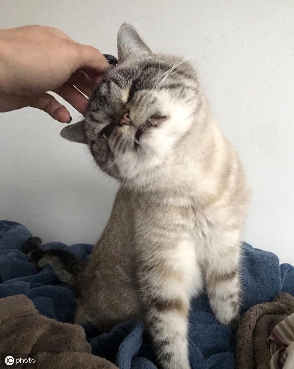 这只被称为“吸血鬼”的猫咪，果然，长相惊人
