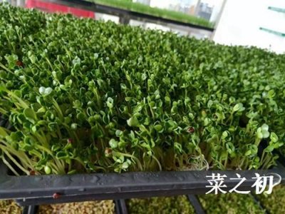 ​教您豌豆苗的种植技术有哪些？