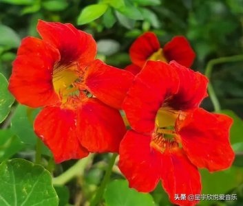 ​分享图片——美丽的旱金莲花