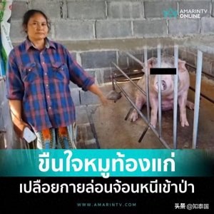 ​离谱！泰男半夜潜入猪圈对怀孕母猪做出这种事！被主人当场抓包！